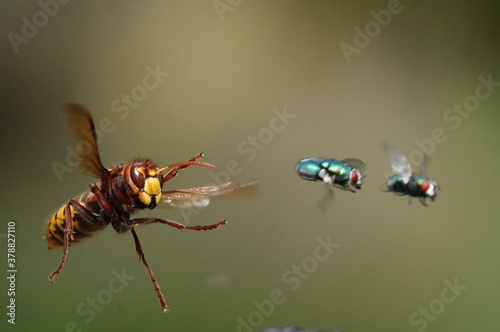 Hornisse (Vespa crabro)  bei der Fliegenjagd