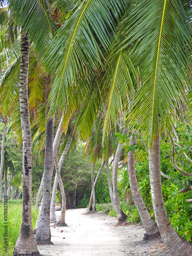 extremely beautiful Thoddoo Island, Maldives sandy palm trees road extremely beautiful Thoddoo Island, Maldives sandy palm trees road