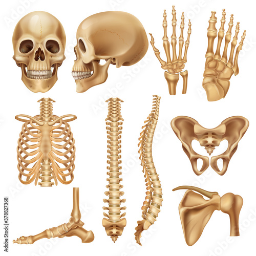 Human bones. Realistic skeleton elements for anatomy illustration and medical infographic, human skull spine ribs pelvis and joints. Vector set illustration 3d model skeletal parts