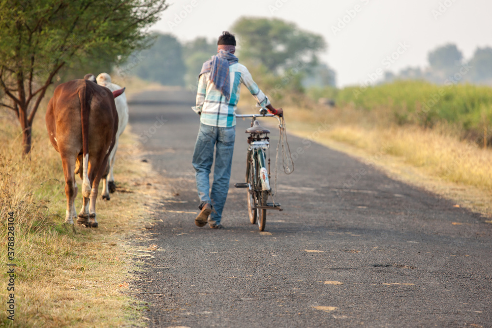 Fototapeta premium Rural Morning Walk