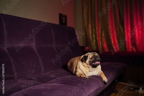 Funny pug lying on the couch at home. Cute dog resting on the couch. Cute dog lying on the couch at night © Anton Dios