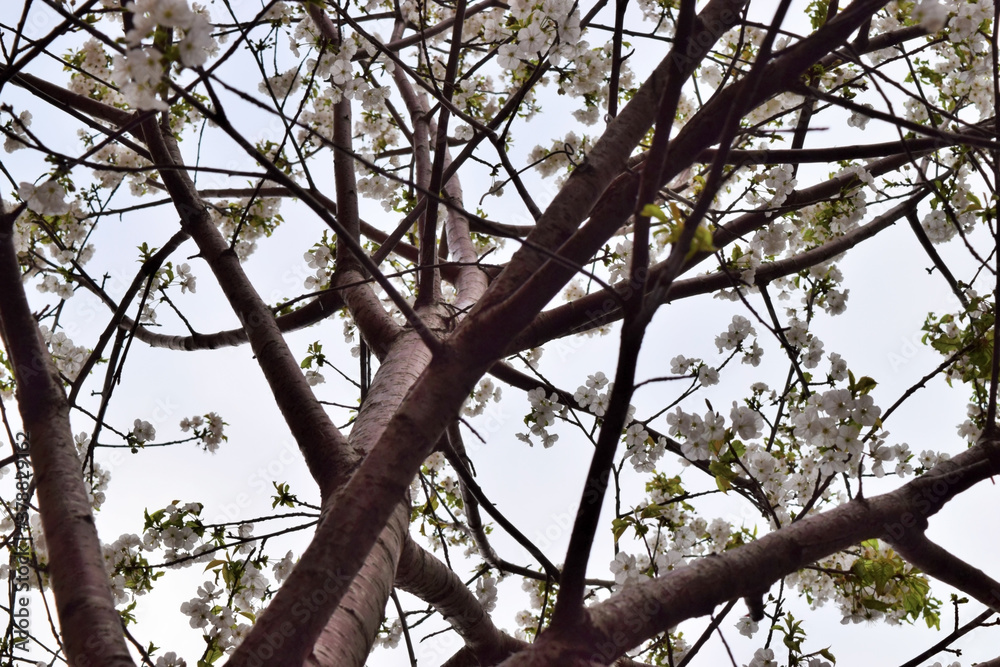 Set of branches and flowers of almond tree seen from below the tree Set of branches and flowers of almond tree seen from below the tree