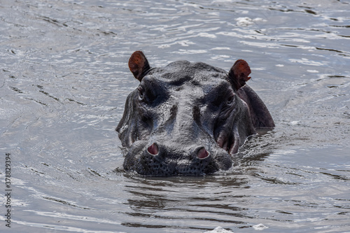 Hippo taking a look at the surface in Katavi NP- Tanzania. photo
