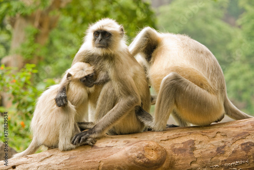 Family of monkey at a natural place. © njbfoto