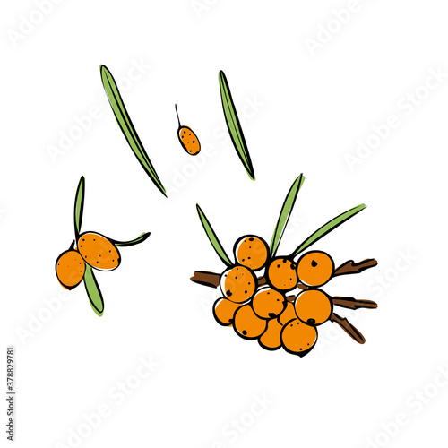 Buckthorn hand drawn illustration set. Buckthorn berry collection, yellow seaberry with leaves. sea buckthorn berry design template. Shop sketch, banner, menu, and logo.