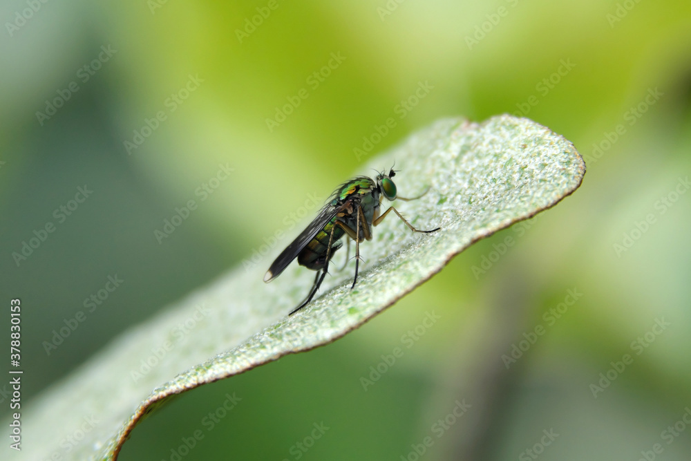 Nature photo of a green long-legged fly on a green leaf and a green background - Stockphoto Nature photo of a green long-legged fly on a green leaf and a green background - Stockphoto