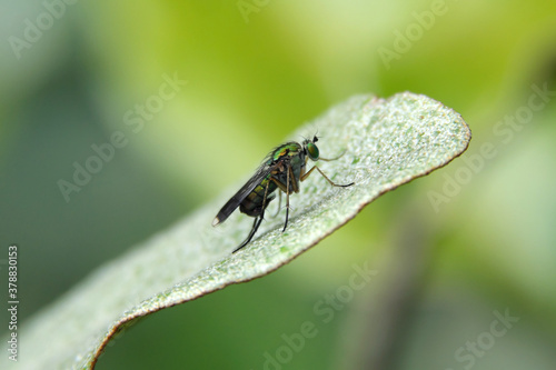Nature photo of a green long-legged fly on a green leaf and a green background - Stockphoto
