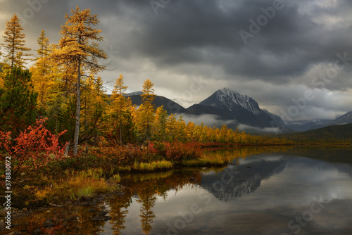 Yellow larch trees on the shore of a mountain lake on a cloudy autumn morning © Maksim