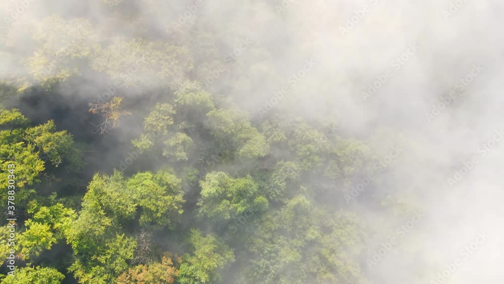 Morning fabulous fog that covers the mountains. Aerial top View of green trees covered with thick fog Morning fabulous fog that covers the mountains. Aerial top View of green trees covered with thick fog