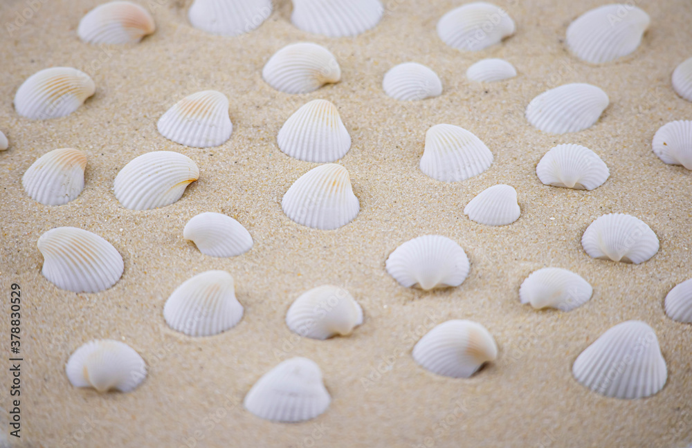 On the white sand lies a pink seashell of an unusual shape. Macro photography of a marine theme. The beach is somewhere near the sea or ocean. Sunny day. Vacation or weekend On the white sand lies a pink seashell of an unusual shape. Macro photography of a marine theme. The beach is somewhere near the sea or ocean. Sunny day. Vacation or weekend