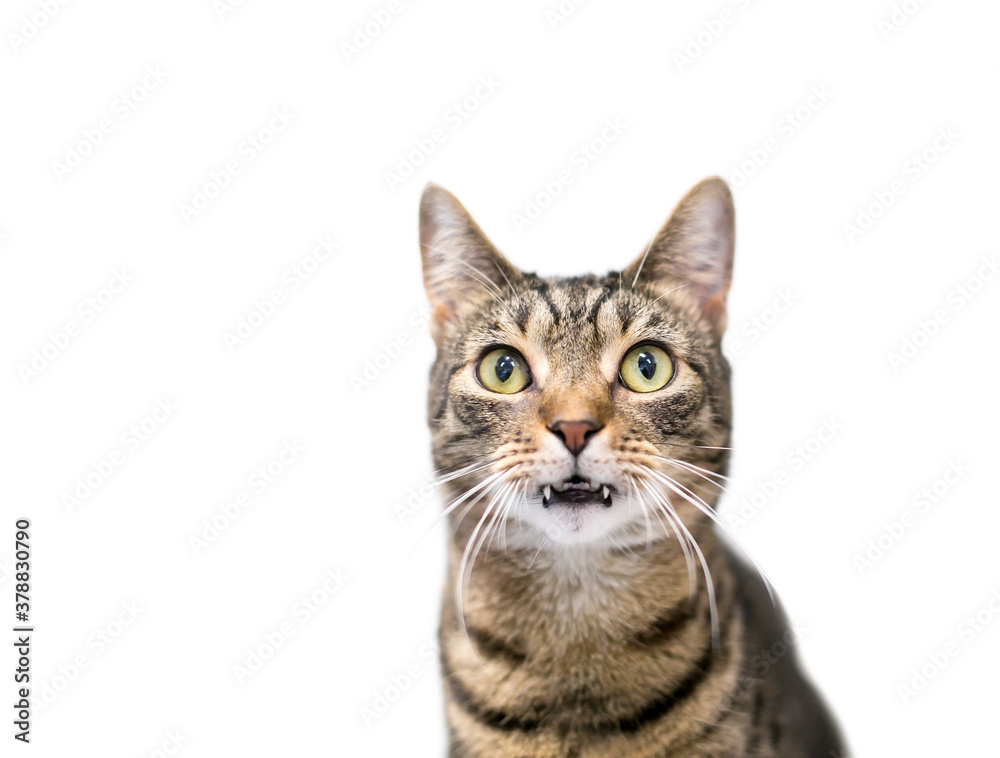A brown tabby shorthair cat with long fangs