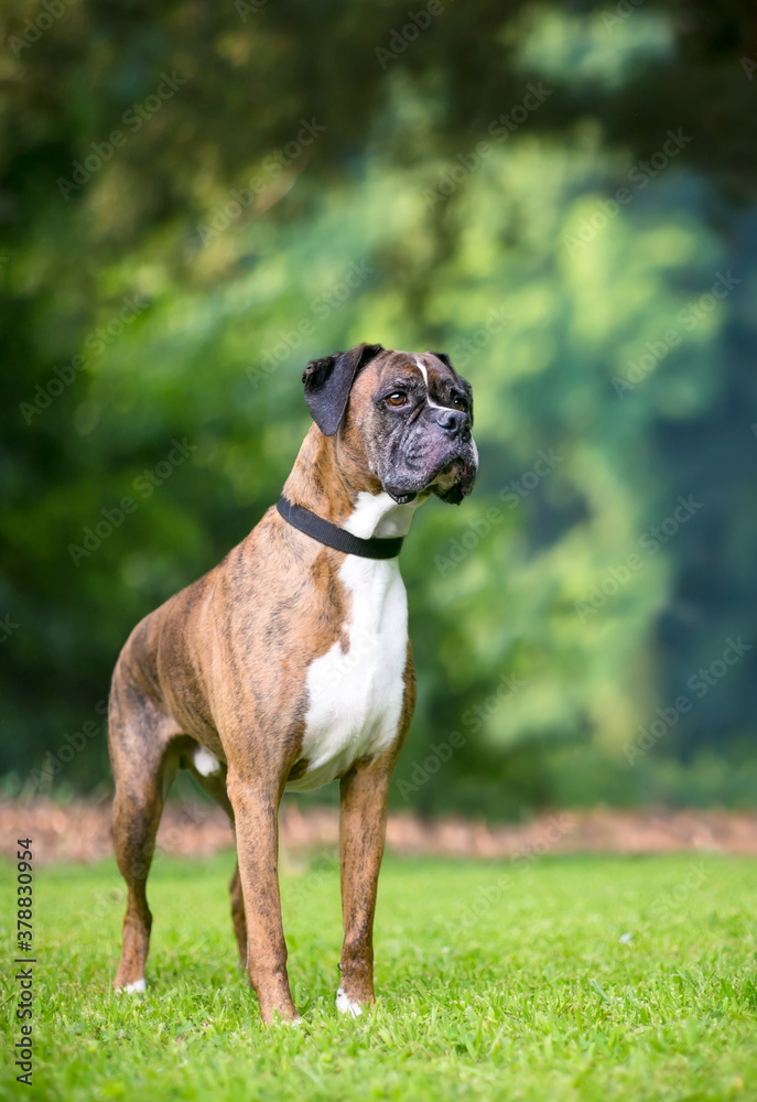 A brindle and white Boxer dog standing outdoors