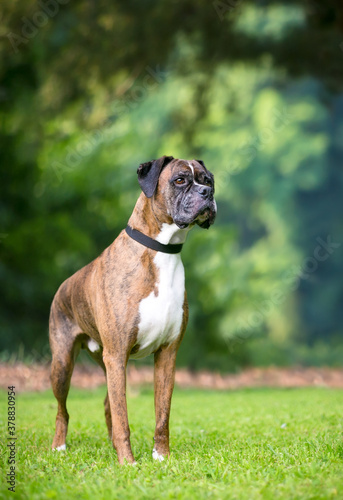 A brindle and white Boxer dog standing outdoors