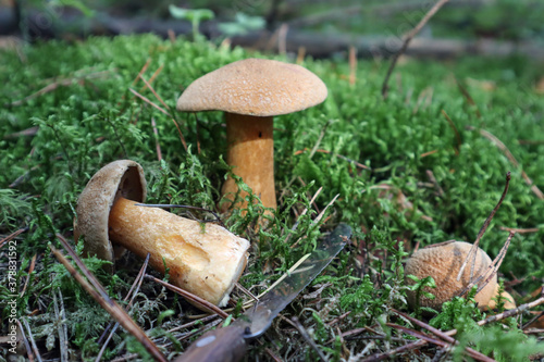Mushrooms with a mushroom picker's knife on a forest background, close-up