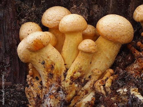 Mushrooms (Gymnopilus junonius) photo