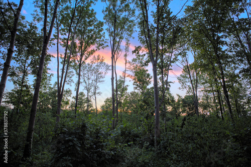 In einem Wald mit Blick in Richtung Sonnenuntergang