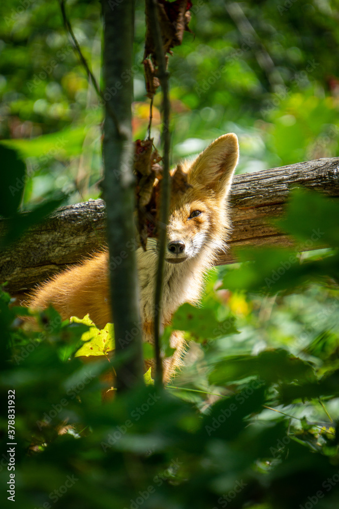 Young fox in Muskoka Ontario