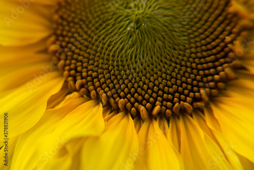 close up of sunflower