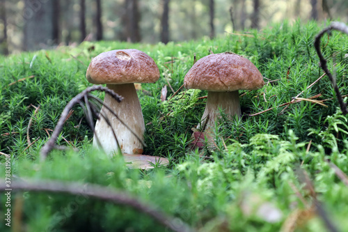 Two young boletus on the edge of the forest against the background of the forest, close-up