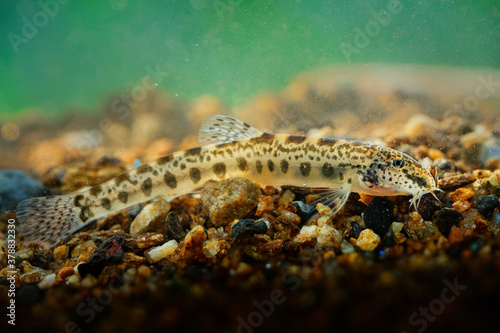 Golden Spined Loach - Sabanejewia balcanica is a genus of ray-finned fish in the family Cobitidae. Very similar  the same look  as Romanian  Balkan  Aral  Italian  Caspian  Carpathian Golden Loach.