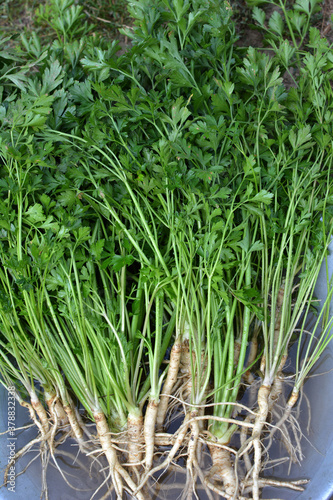 Harvested parsley with leaves and roots.