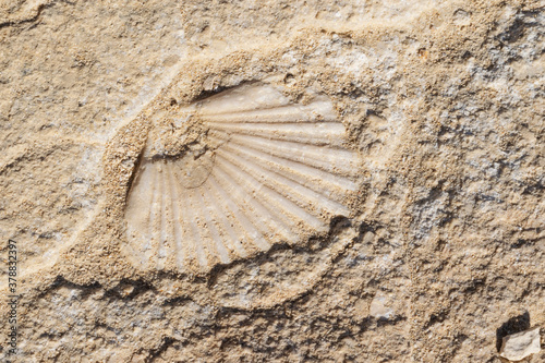 Shell fossil embedded in rock. On the beach of Rodalquilar, Cabo de Gata. Spain.
 photo