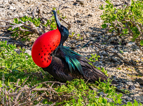 Galapagos - Genovesa - Bahia Darwin - Frigate Bird photo