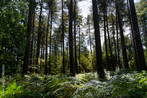 Sherwood Forest, Robin Hood Country. Sun through the trees