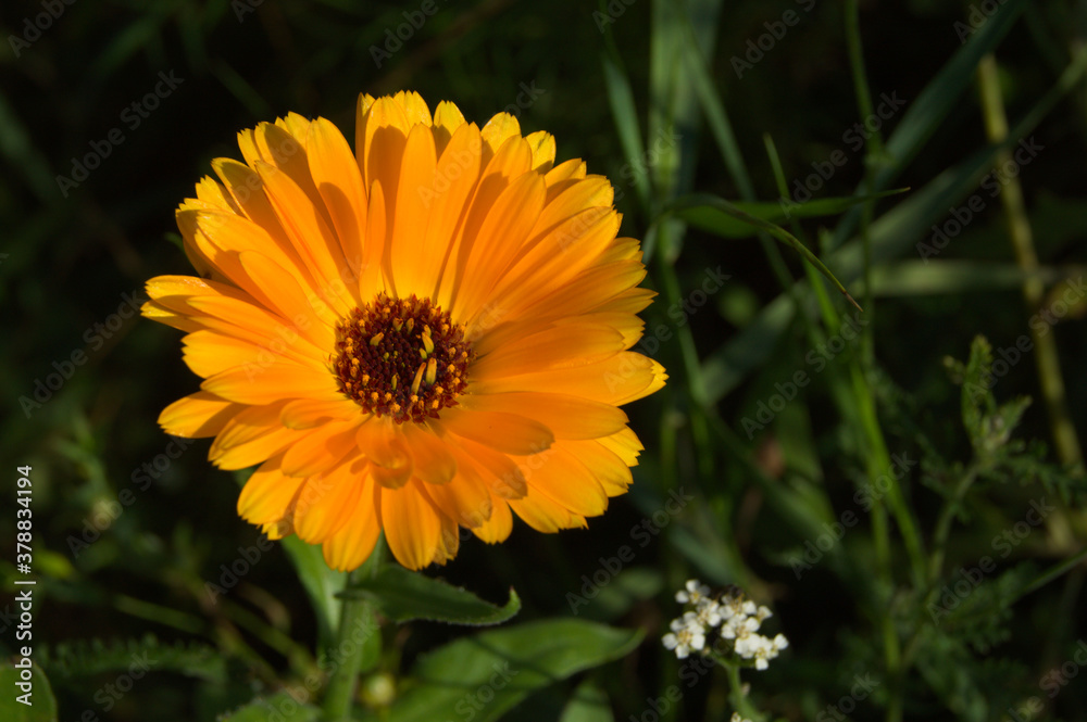 Yellow flower in the meadow on a sunny summer day. Yellow flower in the meadow on a sunny summer day.