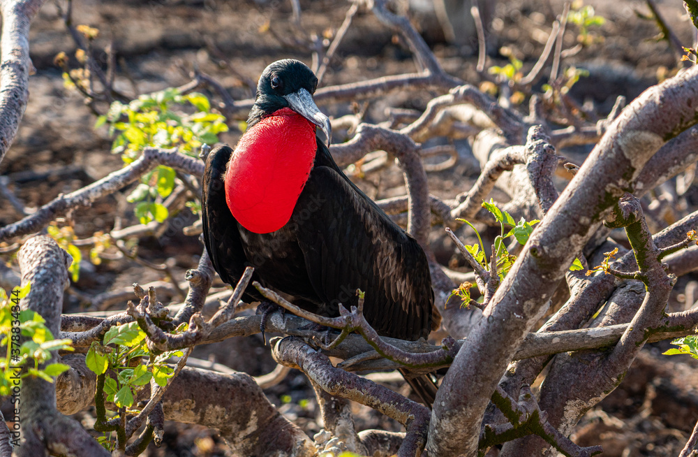 Galapagos - Genovesa - La Barranco - Frigate Bird Galapagos - Genovesa - La Barranco - Frigate Bird