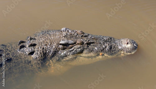A Portrait of an Australian Salt Water Crocodile
