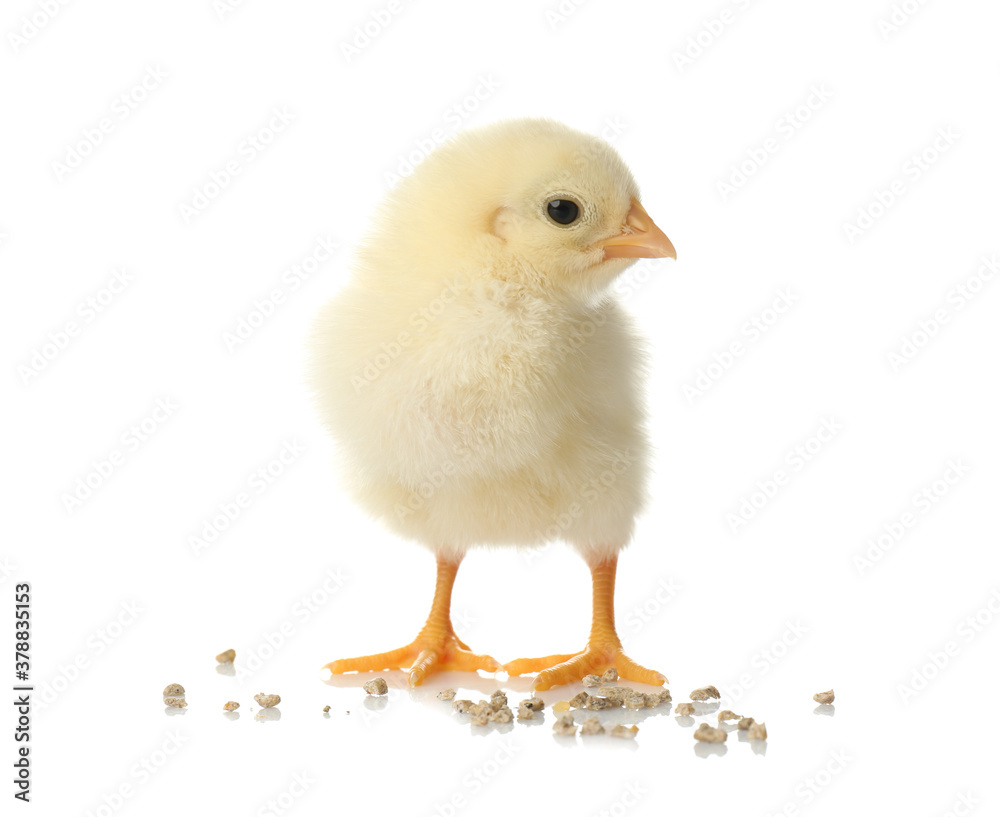 Cute fluffy baby chicken with millet groats on white background. Farm animal Cute fluffy baby chicken with millet groats on white background. Farm animal