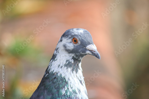 Close up photo of pigeon © Boys in Bristol