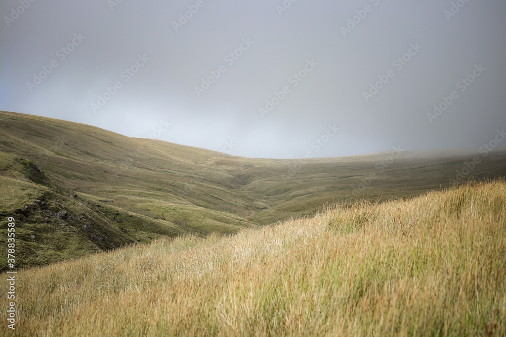 Wild Welsh Mountain Pony in Brecon Beacon National Park Wild Welsh Mountain Pony in Brecon Beacon National Park