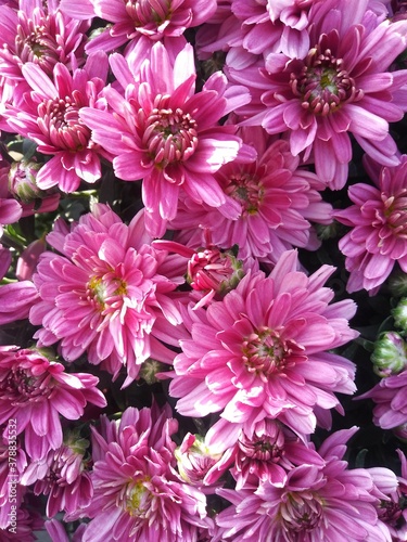 Mums In Full Bloom