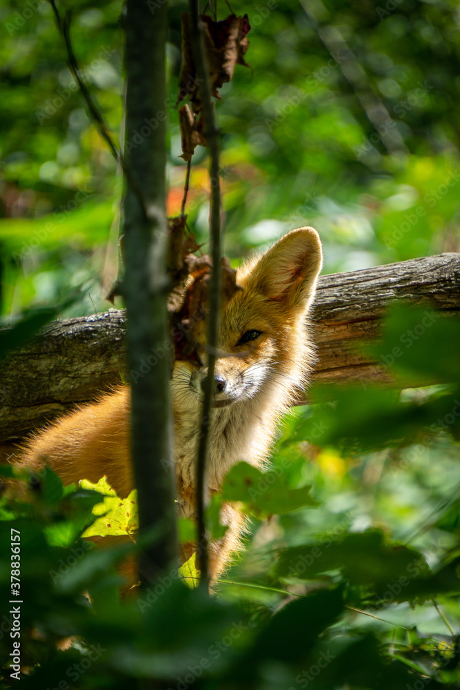 Young fox in Muskoka Ontario Young fox in Muskoka Ontario