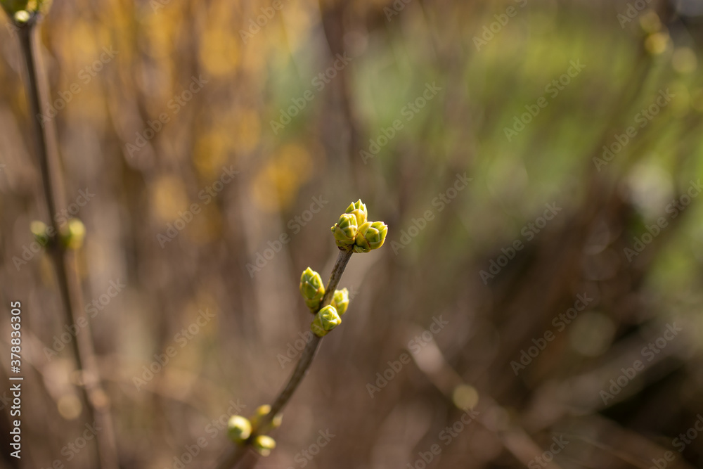 Knospe, Pflanze, grün, Frühling, frisch Knospe, Pflanze, grün, Frühling, frisch