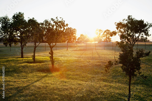 Trees in a field photo