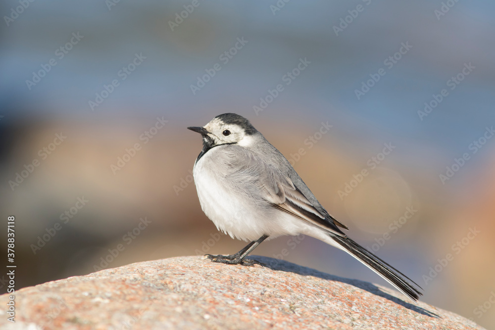 Little white wagtail (Motacilla alba) standing on a stone on a sunny day in Estonian seaside Little white wagtail (Motacilla alba) standing on a stone on a sunny day in Estonian seaside