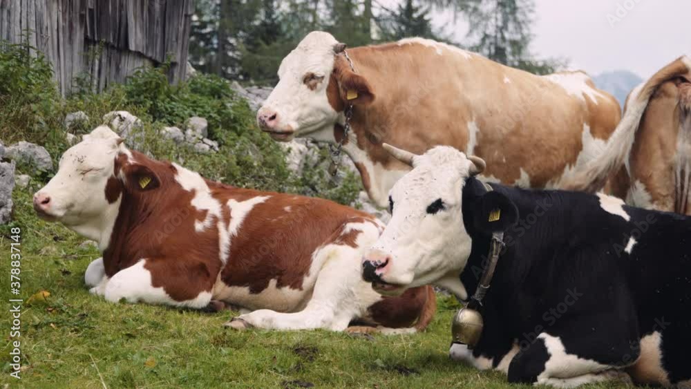 Cows graze in the field in European mountains, alps. Cows graze in the field in European mountains, alps.