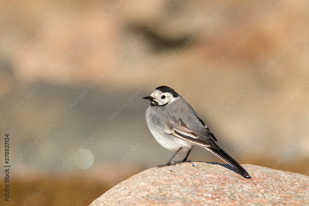 Little white wagtail (Motacilla alba) standing on a stone on a sunny day Little white wagtail (Motacilla alba) standing on a stone on a sunny day