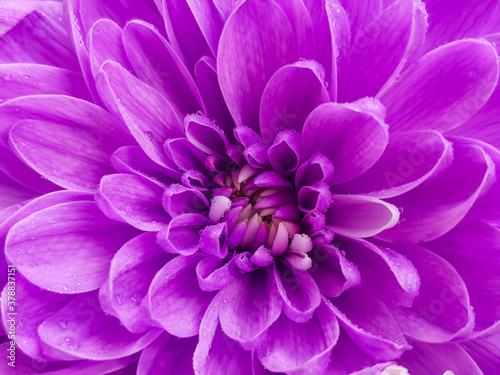 Luxurious elegant chrysanthemum or aster bud and petals of the flower. Beautiful rhythmical blossom in sunlight. Fresh foliage , purple flower petals as background in vibrant color.
