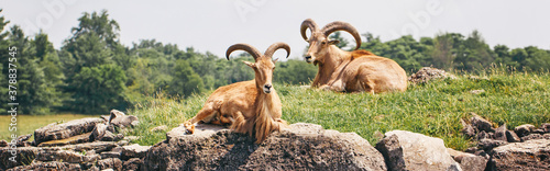 Group of barbary sheep wild goats antelope lying resting on rocks on summer day. Herd of wild Texas aoudad goats with large curvy horns outdoors in savanna park. Web banner header. photo