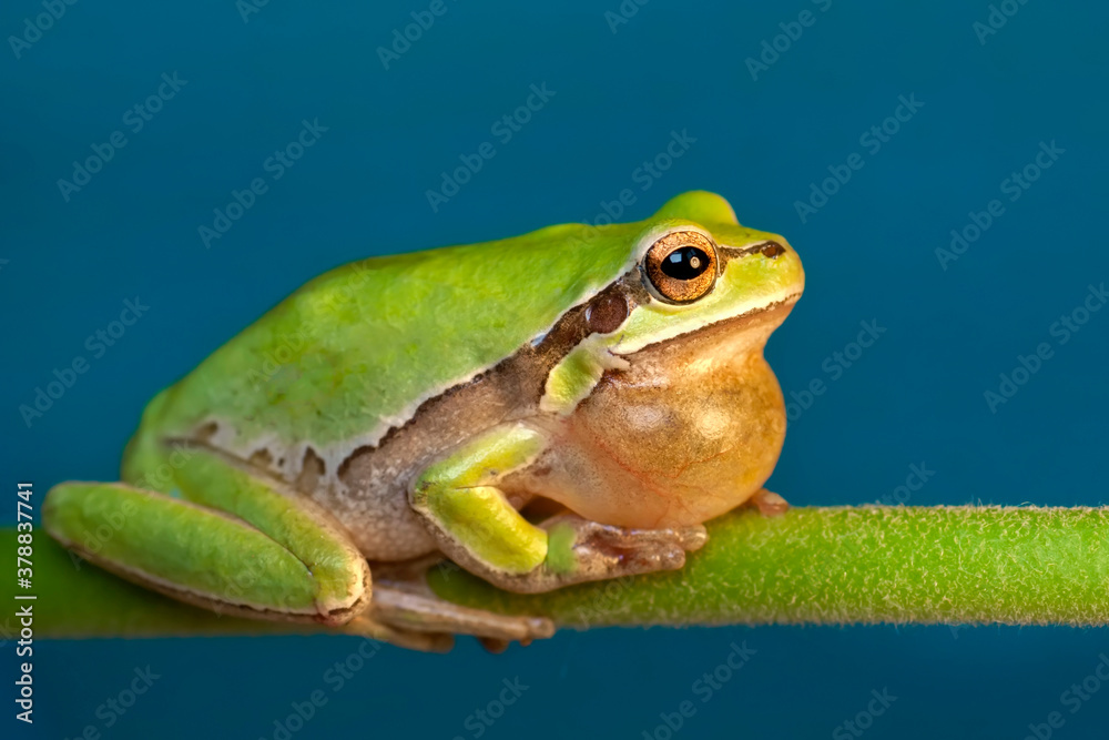 Beautiful Europaean Tree frog Hyla arborea Beautiful Europaean Tree frog Hyla arborea