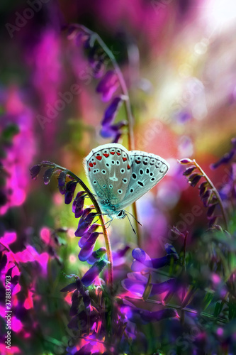 Photography Macro shots, Beautiful nature scene