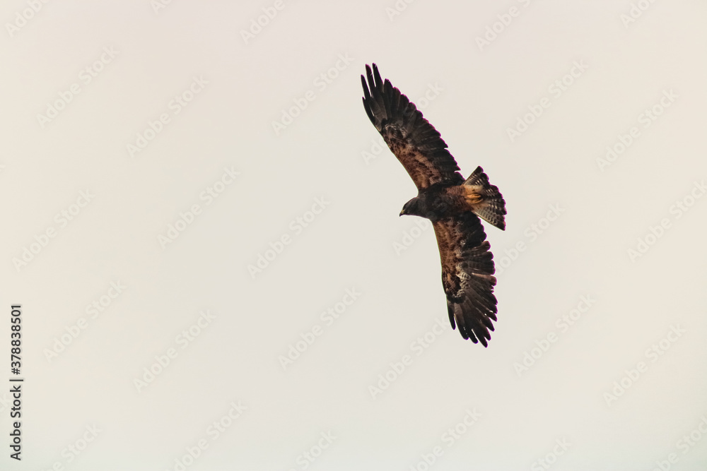 Obraz premium red tailed hawk