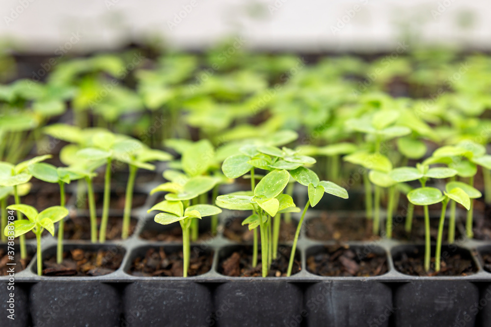 Growing one week germination tray of purple passion fruit vine sprouts, species Passiflora edulis, commonly used as garden ornamental climber besides agriculture production. Growing one week germination tray of purple passion fruit vine sprouts, species Passiflora edulis, commonly used as garden ornamental climber besides agriculture production.