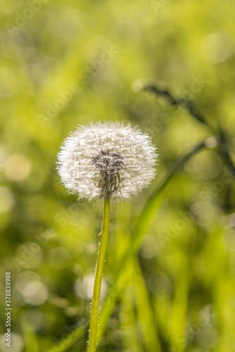 A white fluffy dandelion head with seeds is on a beautiful blurred green background