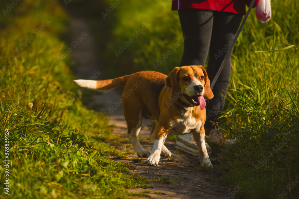 beagle dog walking in the park