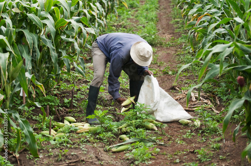 Farmer putting harvested corn in a sack, Valle del Cauca, Colombia